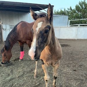 Meet your Posher, Chelse